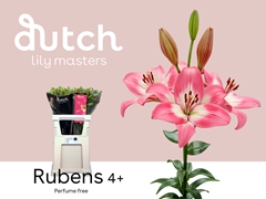 Li La Rubens 90cm 45+