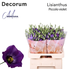 Eust Piccolo Violet 70cm