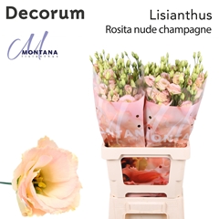 Eus G Rosi Champagne 70cm