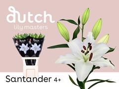 Li Or Santander 90cm 45+
