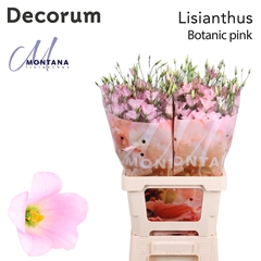 Eust E Botanic Pink 70cm