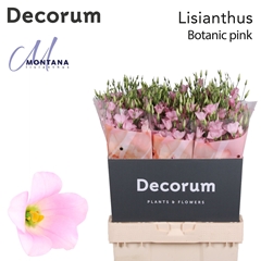 Eust E Botanic Pink 70cm