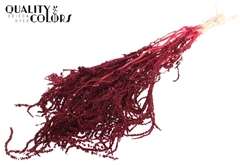 Hang Amar Pres. Bordeaux 70cm