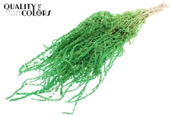Hang Amar Pres. Mint 70cm