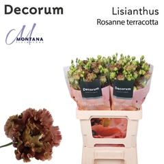 Eus G R L Terracotta 70cm