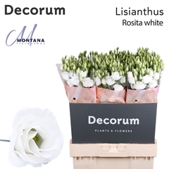 Eust G Rosita White 70cm