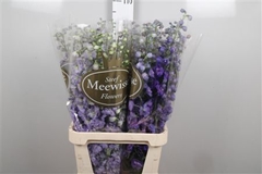 Delph Du Mixed 100cm 24