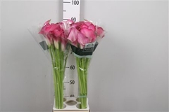 Zant Pink Jewel 90cm