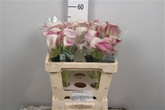 Zant Blushing Lady 55cm