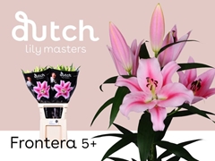 Li Or Frontera 100cm 55+