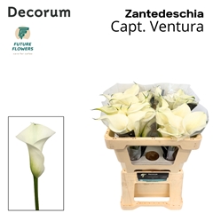 Zant Capt Ventura 50cm