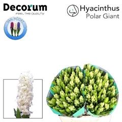Hyac Polar Giant 30cm