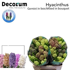 Hyac Gem 5 Kleuren 30cm