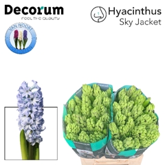 Hyac Sky Jacket 30cm