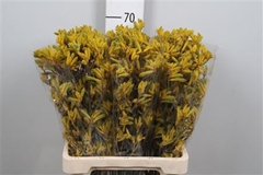 Anigoz Yellow Gem 70cm