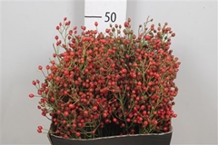 Rosa Plenty 50cm