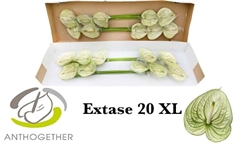Anth A Extase 15cm Ø
