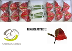 Anth A Red Amor 13cm Ø