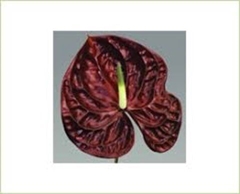 Anth A Tropic Night 15cm Ø