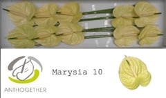 Anth A Marysia 15cm Ø