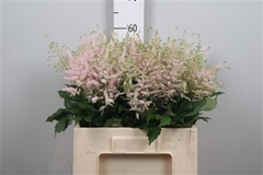 Astil Jap Europa 60cm