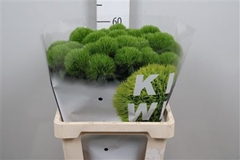 Di Barb Kiwi Mellow 60cm 99