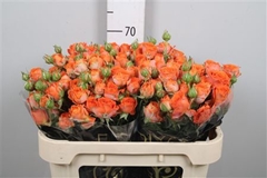 R Tr Ariya 70cm 55+