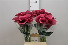 Zant Capt Promise 65cm