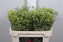 Lim Sin China Summer 70cm 35gram