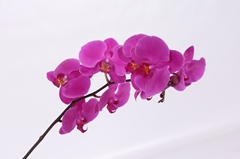 Phal T An Chiangmai 55cm