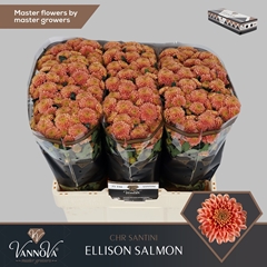 Chr San Ellison Salm 55cm 120g
