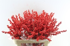 Ilex Vert (RODE Bes) 70cm