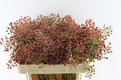 Rosa F Autumn Splash 70cm
