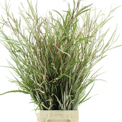 Gr Ivanhoe Bronze Bs 80cm 300gram