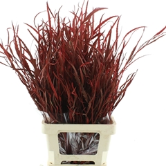 Eucalyp Klb Bs H% 70cm 200gram