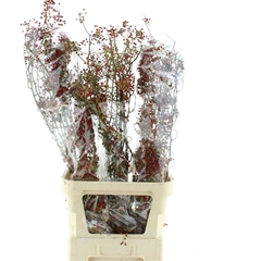 Rosa Corallo 110cm