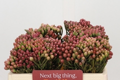 Brunia Laevis 35cm