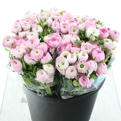Ran Aazur Li Pink 35cm 33gram