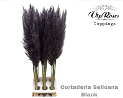 Cortaderia Selloana Black