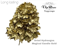 Dried Hydrangea Magical Candle Gold