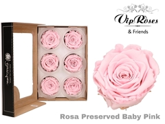 R Preserved Baby Pink
