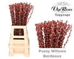 Salix Pussy Willow Bordeaux