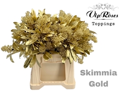 Skimmia Gold