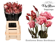 Eust G Alissa Beau Bordeaux