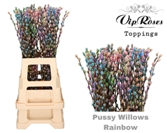 Salix Pussy Willow Rainbow