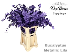 Euca Cinerea Metallic Lila 300GR