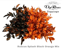 Ruscus Splash Black Orange Mix