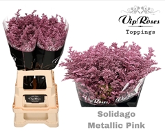 Solidago Metallic Pink