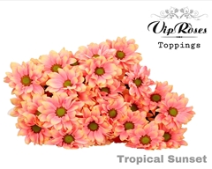Chr T Tropical Sunset