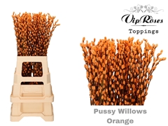 Salix Pussy Willow Orange